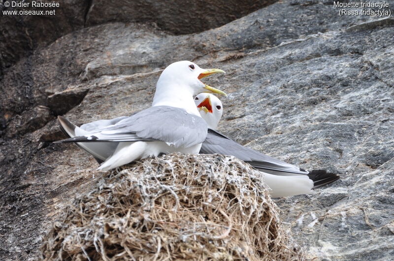 Black-legged Kittiwake adult breeding, Reproduction-nesting