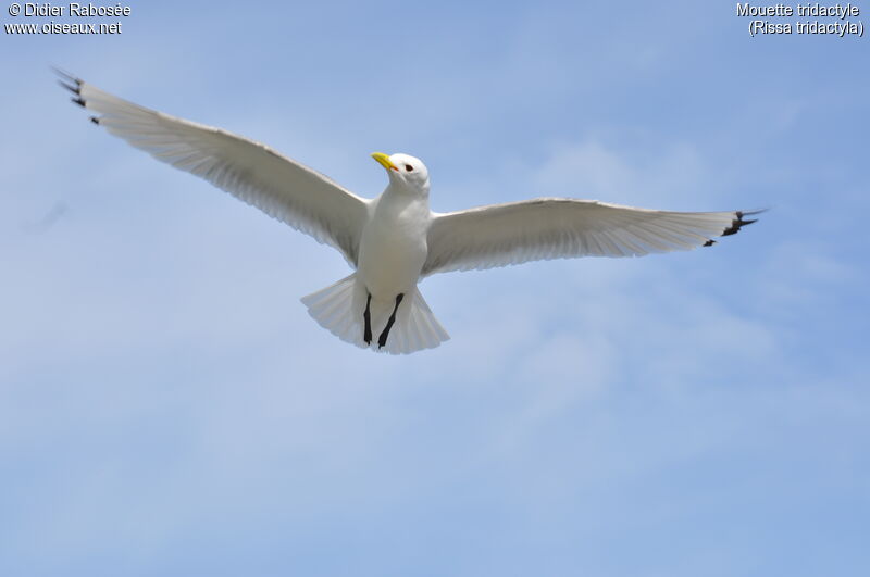 Mouette tridactyleadulte nuptial, Vol