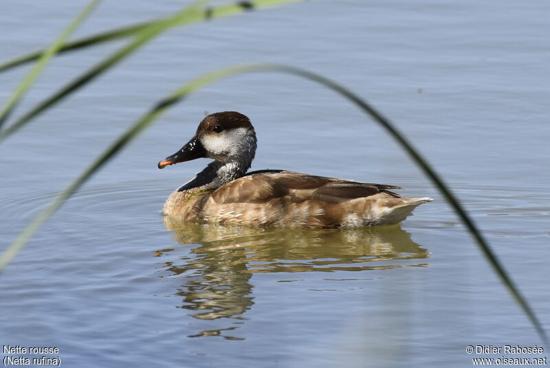 Red-crested Pochard female adult, swimming