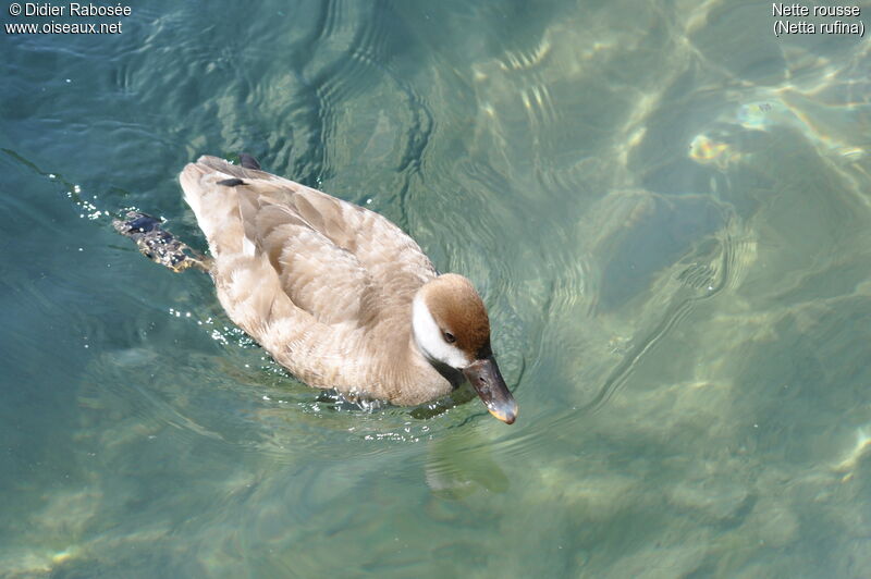 Red-crested Pochard female