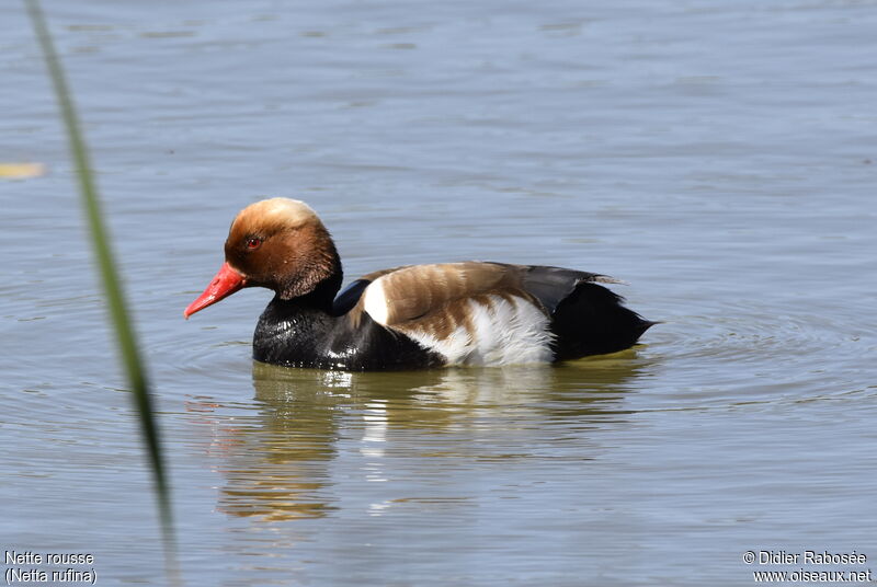 Red-crested Pochard male adult