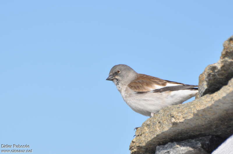 White-winged Snowfinchadult, habitat