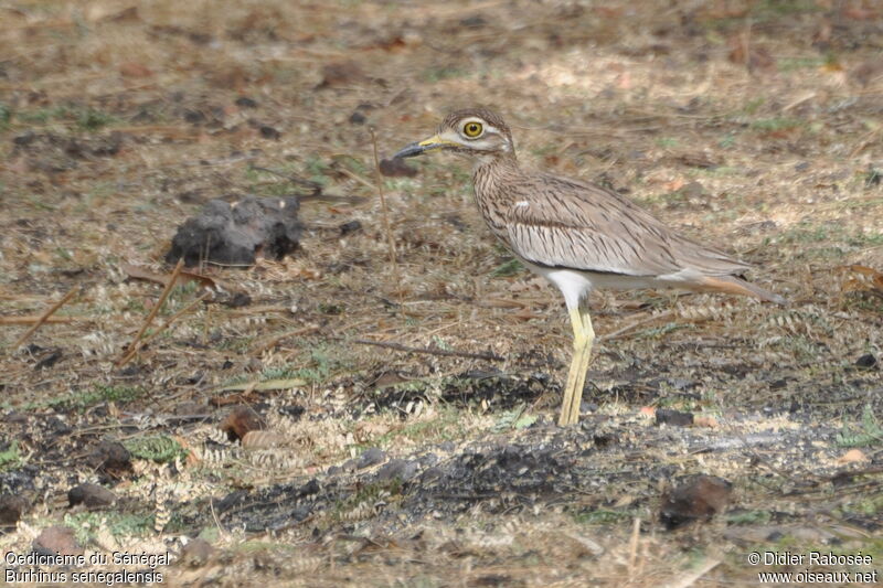 Senegal Thick-knee