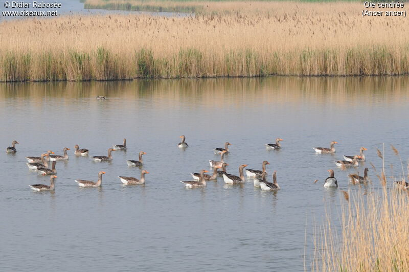 Greylag Goose