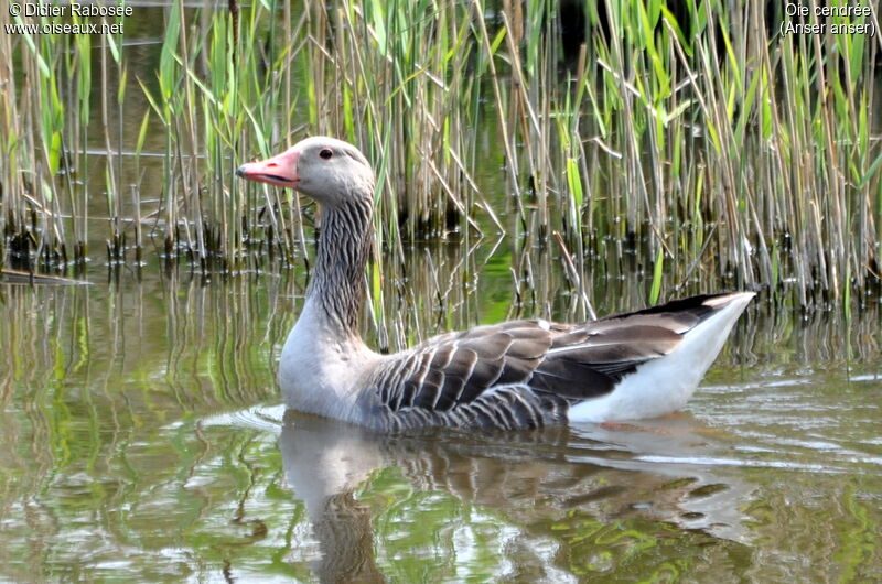 Greylag Goose