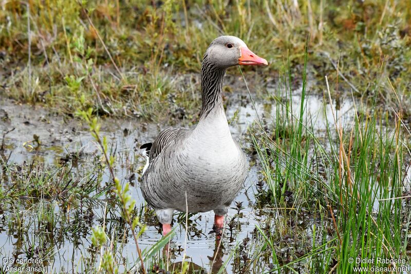 Greylag Goose