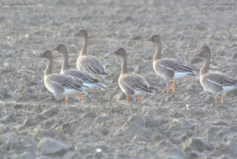 Tundra Bean Goose, pigmentation