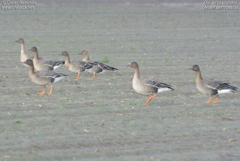 Tundra Bean Goose, habitat, pigmentation