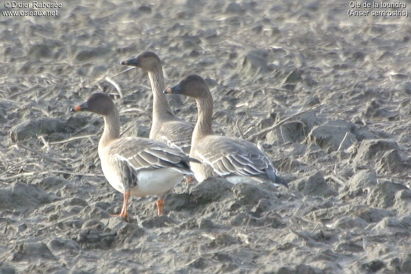 Tundra Bean Goose