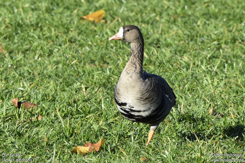 Greater White-fronted Goose