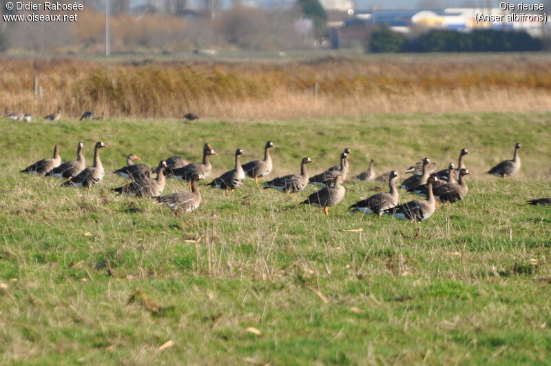 Greater White-fronted Goose