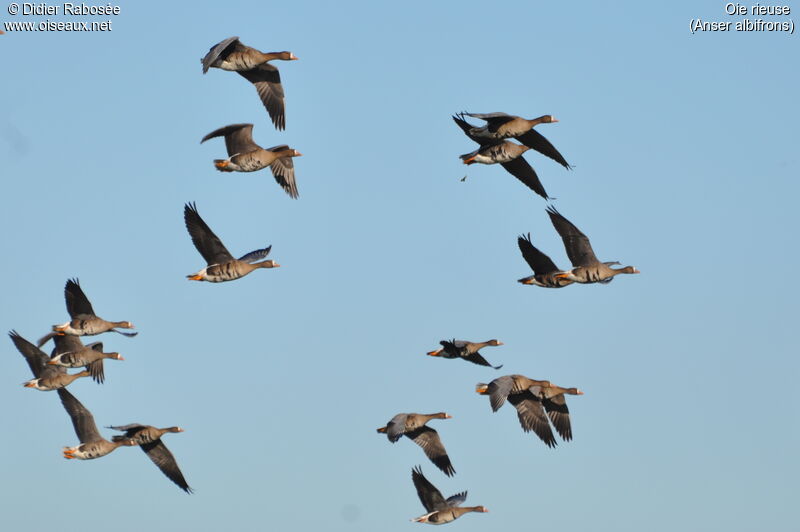 Greater White-fronted Goose