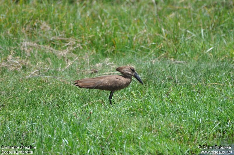 Hamerkop