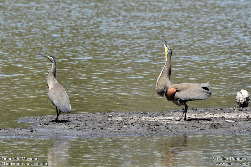 Bare-throated Tiger Heronadult breeding, courting display