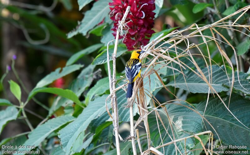 Oriole à dos rayéadulte