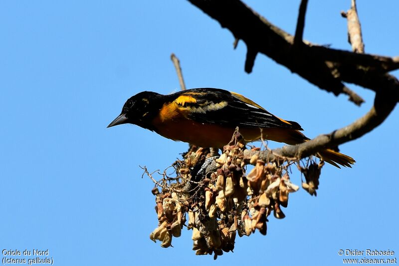 Oriole du Nord mâle