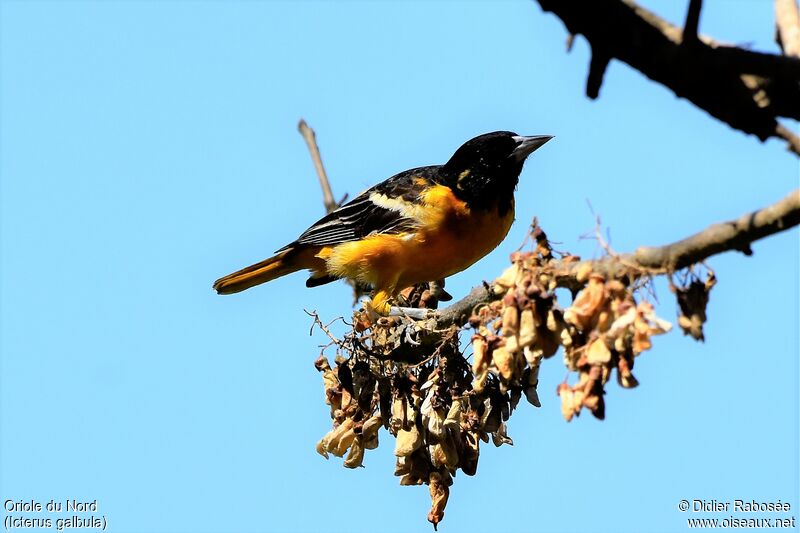 Oriole du Nord mâle adulte