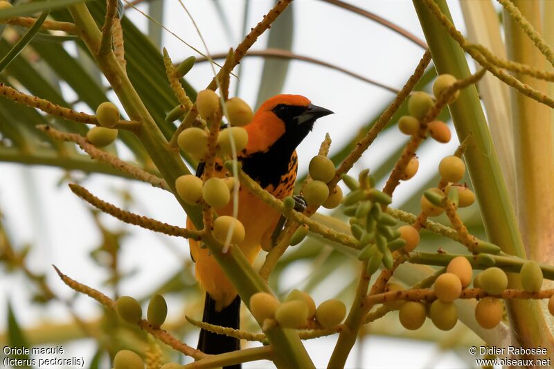 Oriole maculéadulte