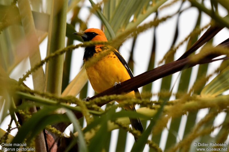 Oriole maculéadulte