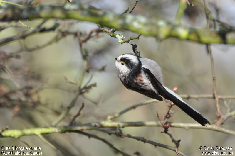 Long-tailed Tit