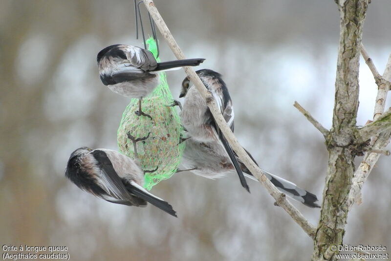 Long-tailed Tit