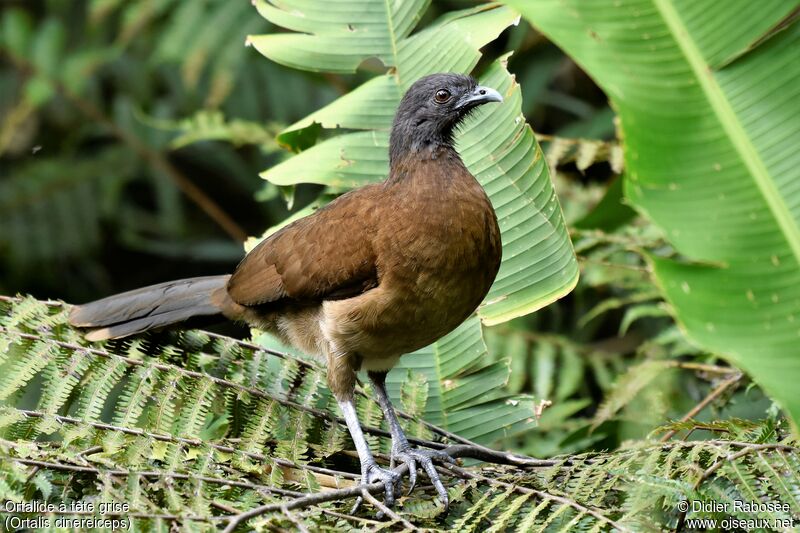 Grey-headed Chachalacaadult