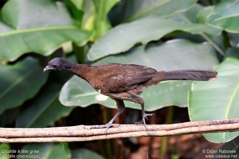 Grey-headed Chachalacaadult, walking