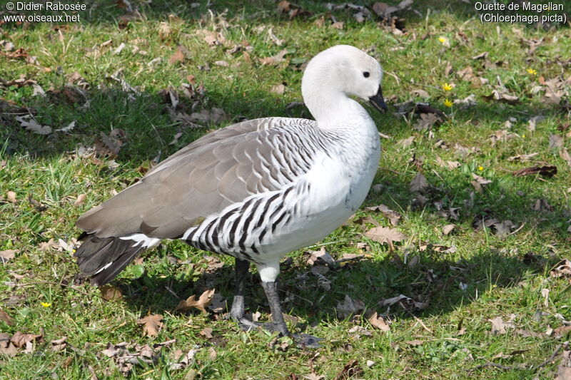 Upland Goose male