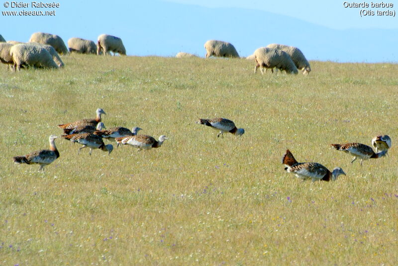 Great Bustard