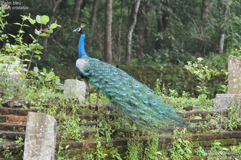 Paon bleu mâle