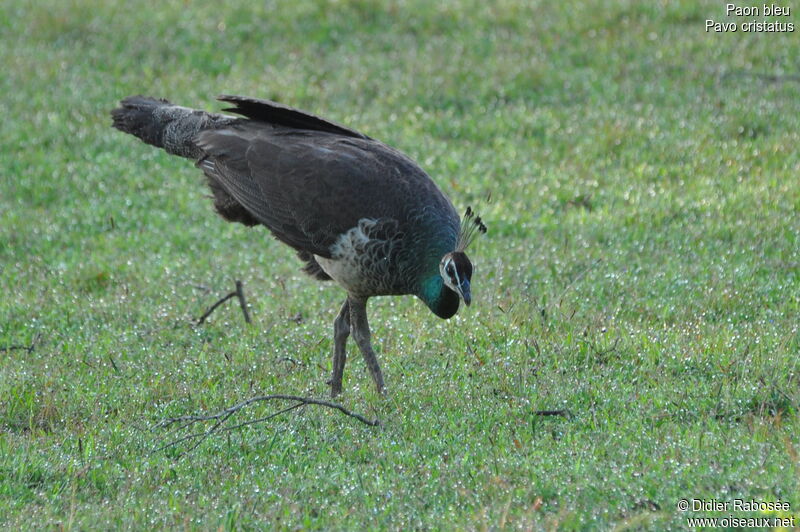 Indian Peafowl female