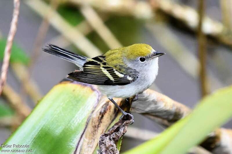 Chestnut-sided Warblerjuvenile, identification