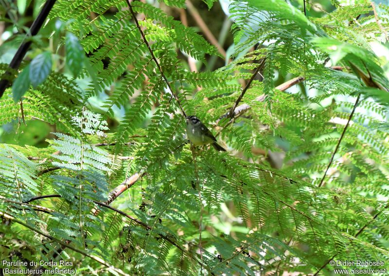 Paruline du Costa Rica