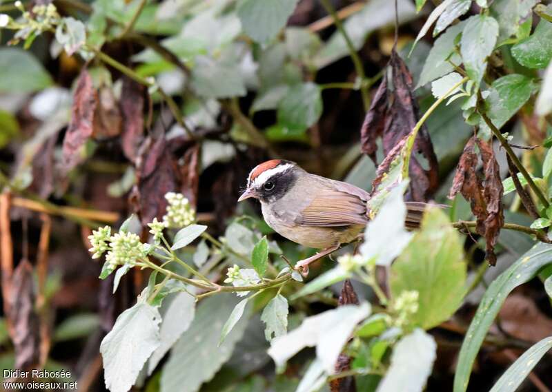 Black-cheeked Warbleradult, habitat, pigmentation