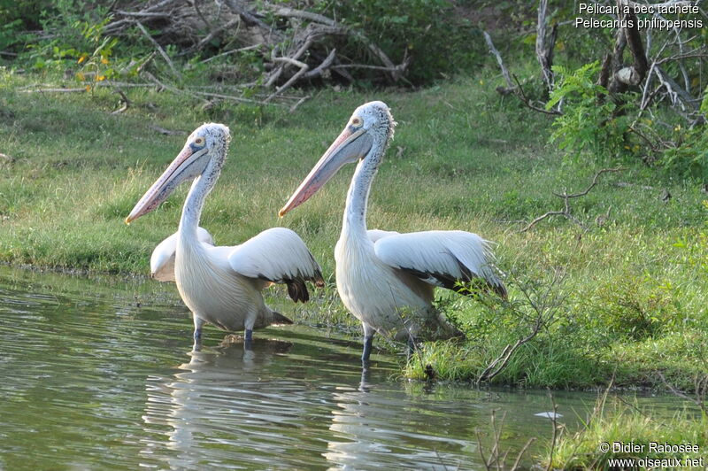 Spot-billed Pelican