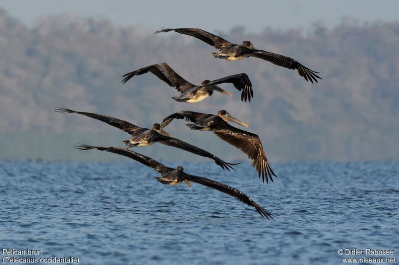 Brown Pelicanjuvenile, Flight