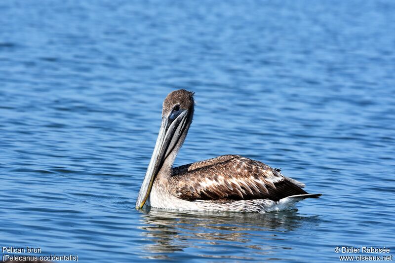 Brown Pelicanjuvenile