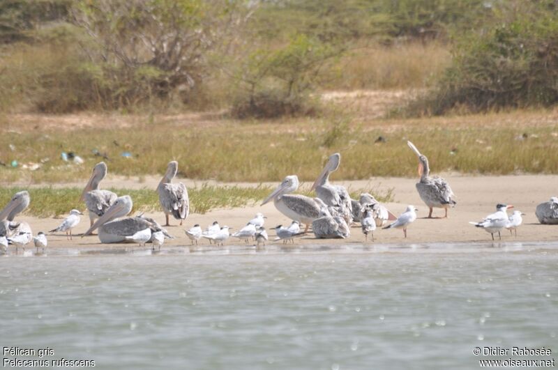 Pink-backed Pelican