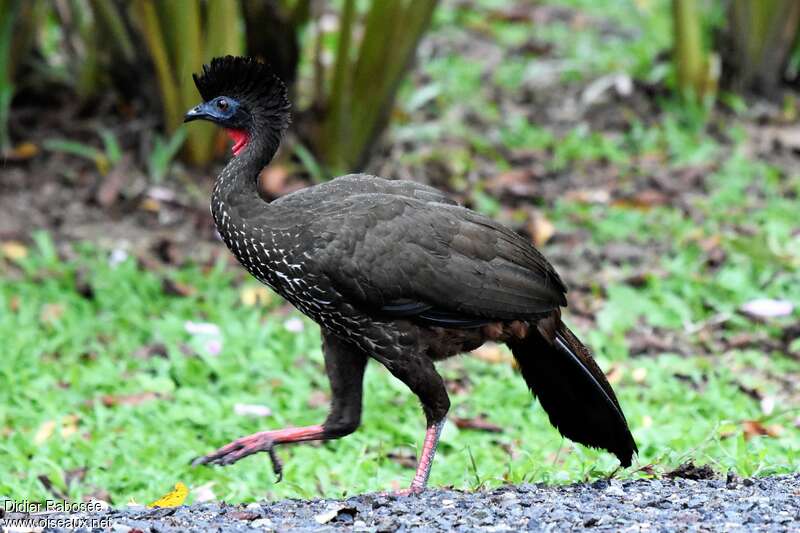 Crested Guanadult, identification