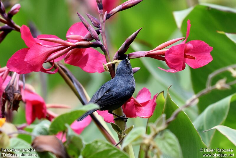 Slaty Flowerpierceradult, drinks