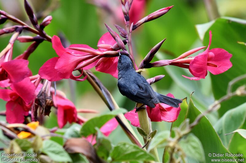 Slaty Flowerpierceradult, drinks