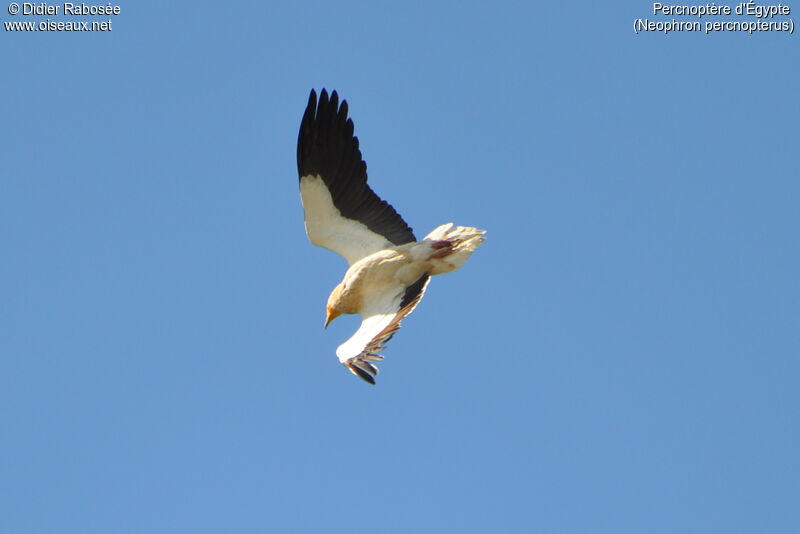 Egyptian Vultureadult, Flight