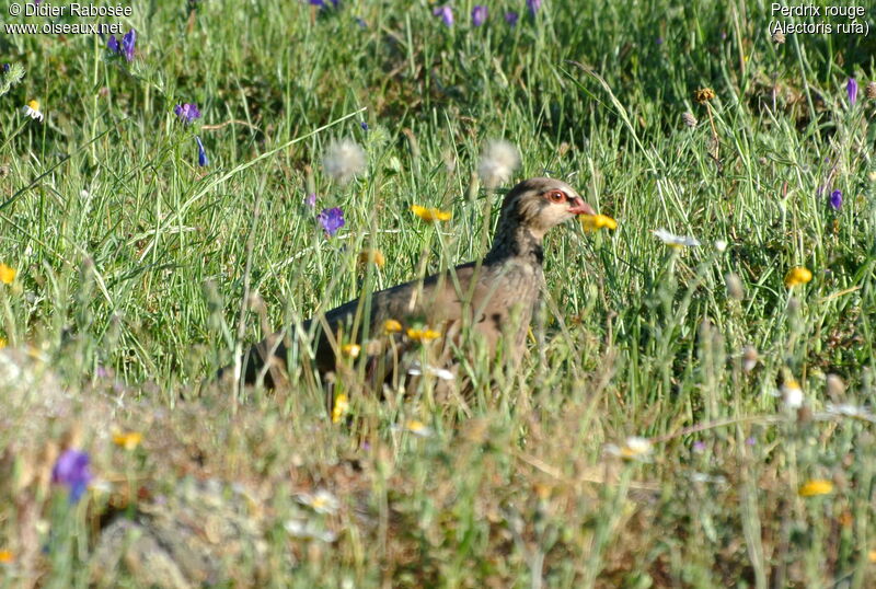 Red-legged Partridge