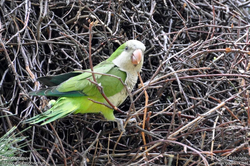 Monk Parakeet