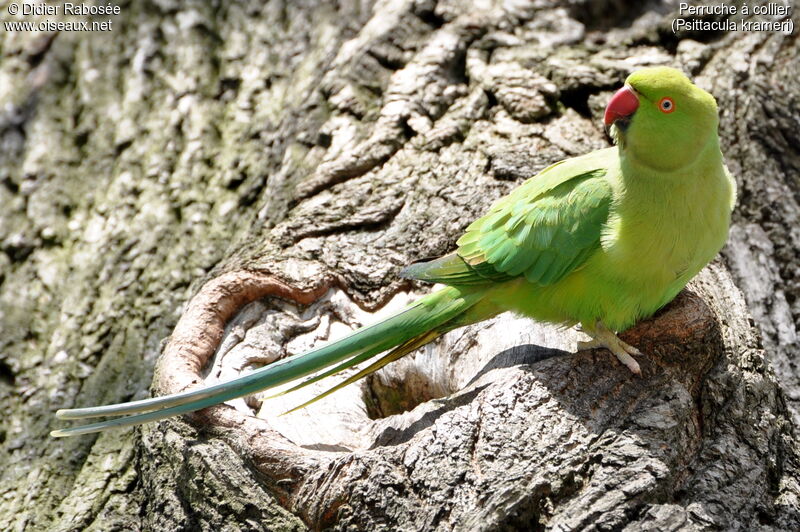 Rose-ringed Parakeet