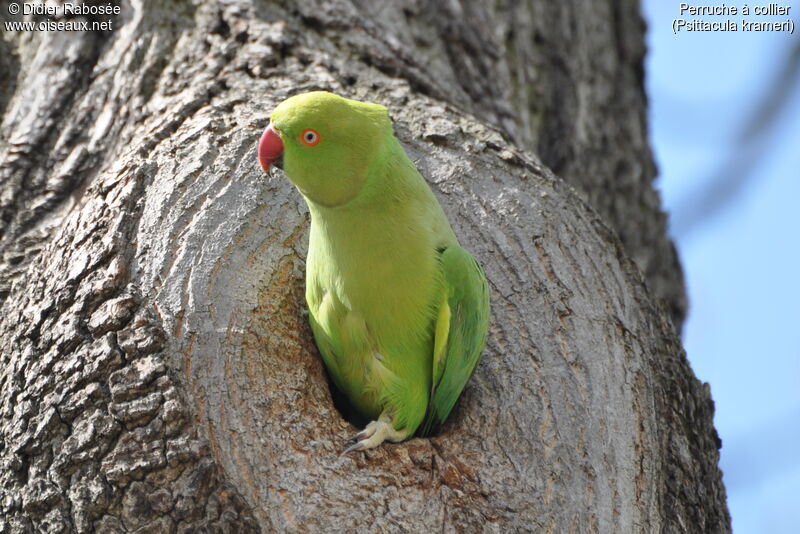 Rose-ringed Parakeet