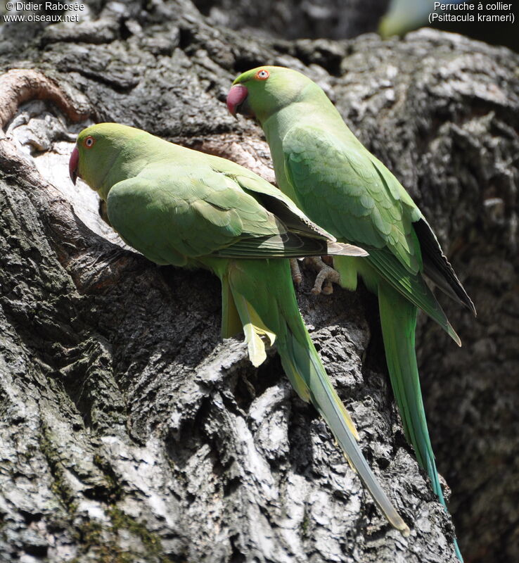 Rose-ringed Parakeet