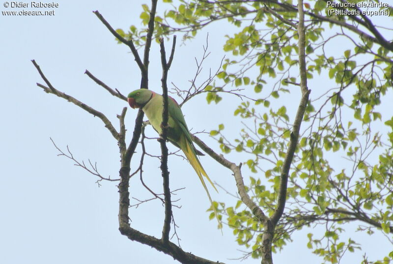 Alexandrine Parakeet