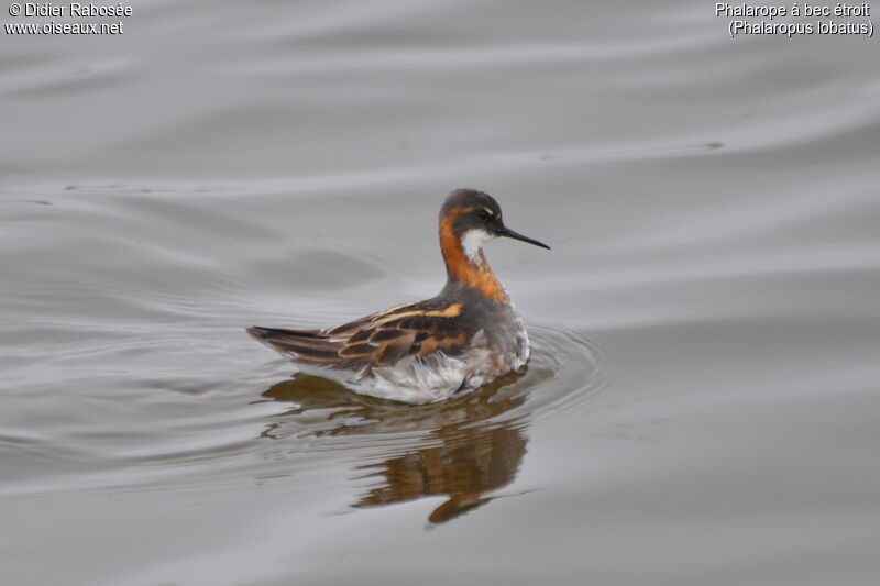 Red-necked Phalarope male adult