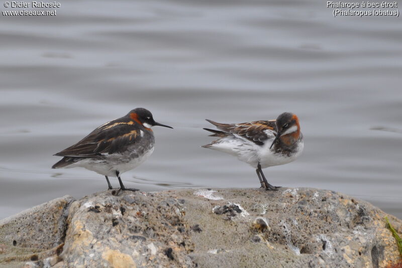 Red-necked Phalarope 